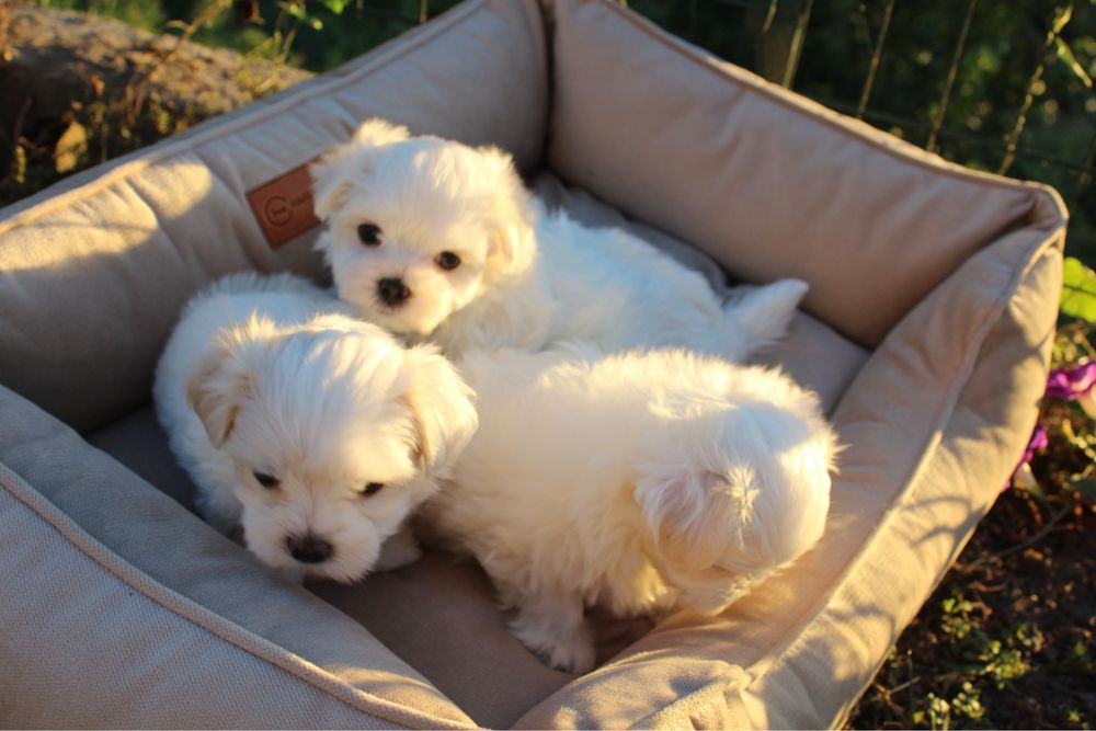 Чисткровні цуценята мальтійської болонки