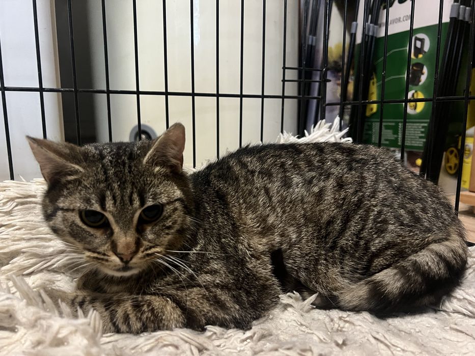 Kotka Szarunia 6-7 miesiecy