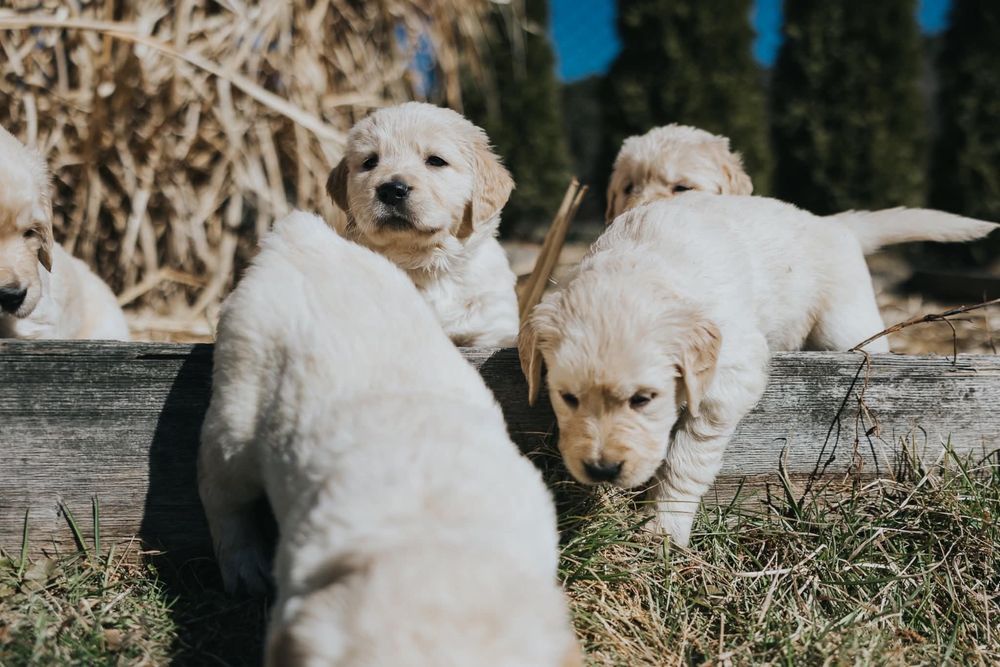 Golden Retriever
