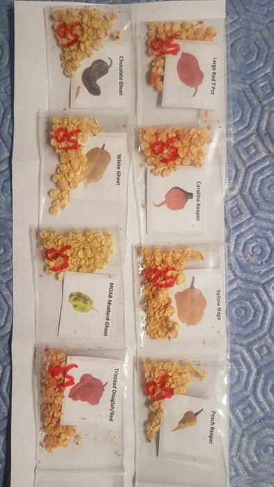 Sementes de Pimentos/Malaguetas/Piri-Piris mais picantes do mundo