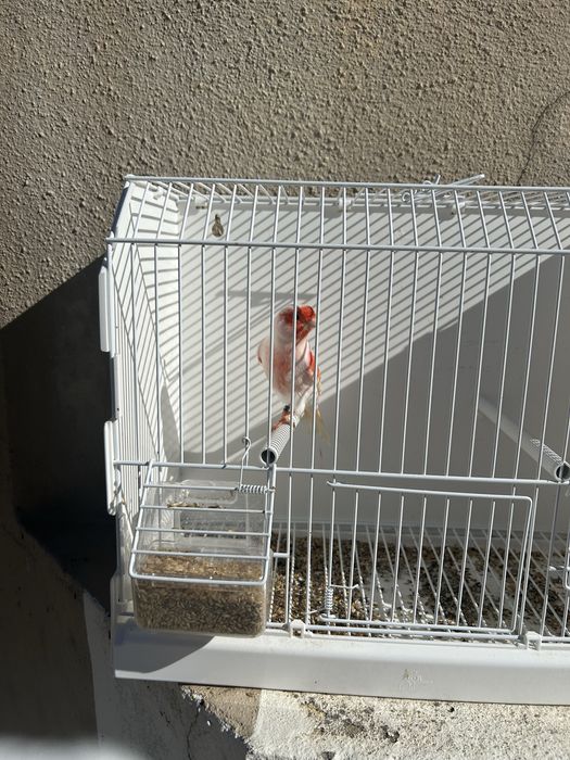 Canario mosaico vermelho
