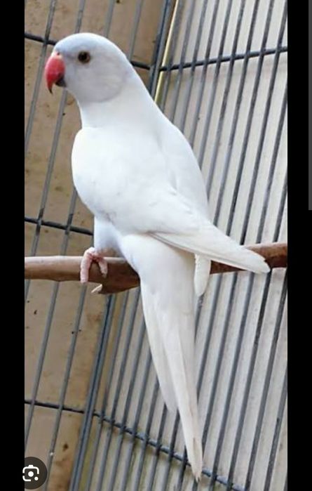 Ring necks  para cedencia