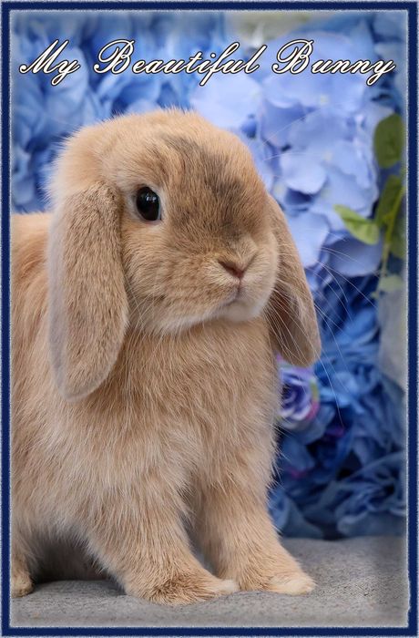 *** Króliczek 100% Mini Lop Hodowla - Harlequin