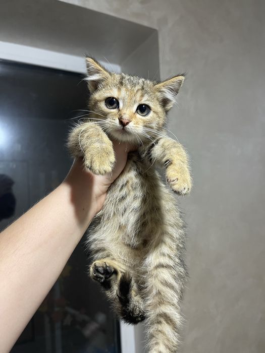 5 кошенят, яких викинули на смітник, шукають дім