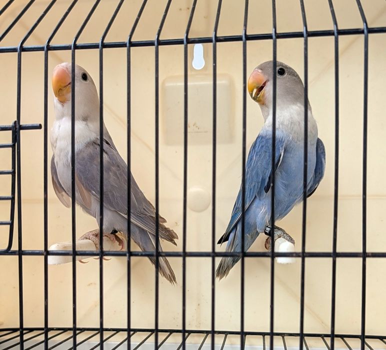Casal roseicollis