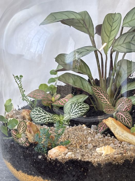 Terrários fechados