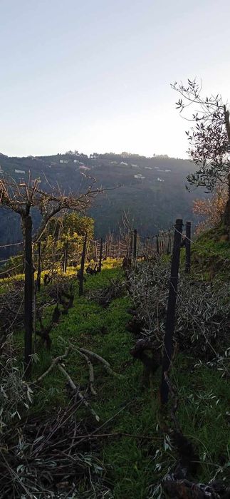 Pomar de fruta e vinhas