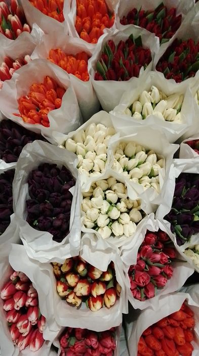 Тюльпани оптом до 8 Березня