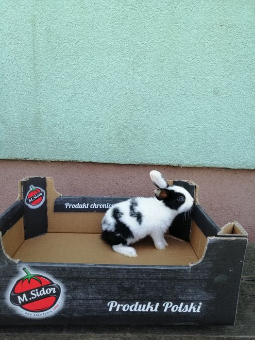 Króliczki karzełki