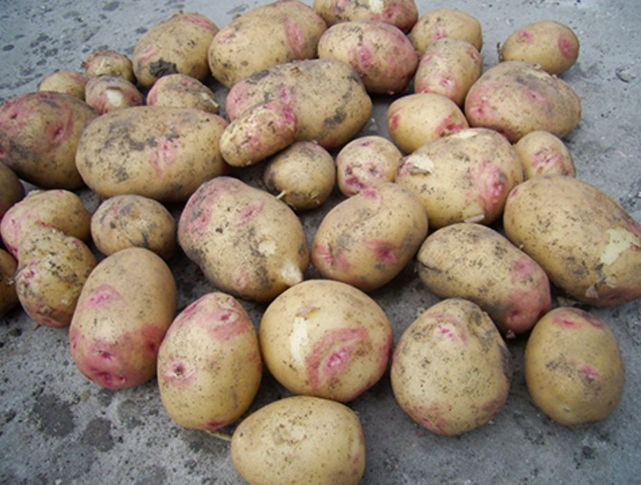 Batata caseira variedade picasso