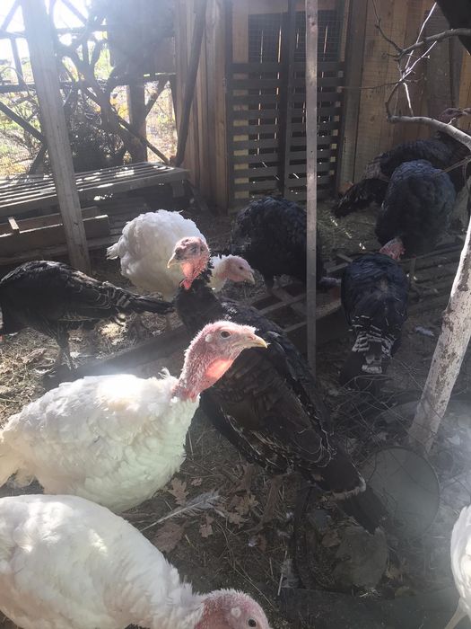 Индюки, индюшки,,,