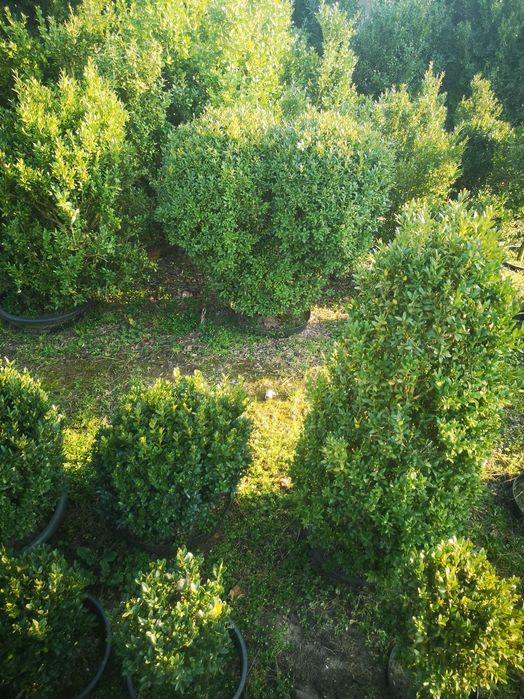 Bukszpany : sadzonki formowane w kule, stożki.