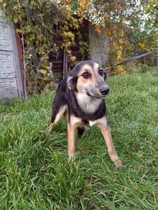 Ніжна дівчинка у пошуку дому !