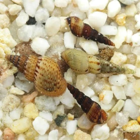 Caracol Trombeta para Aquário