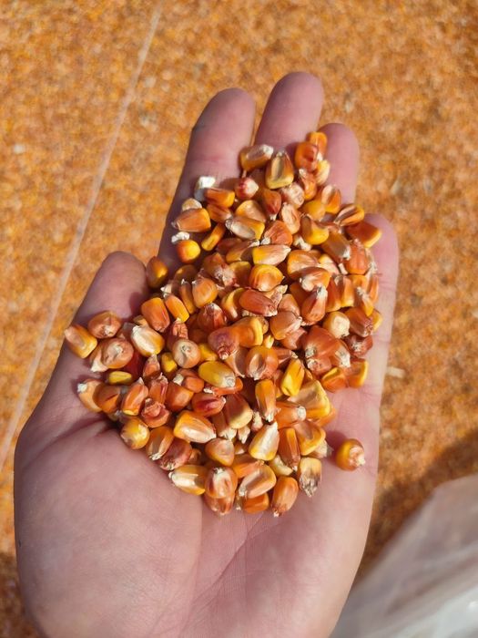 Продам кукурудзу