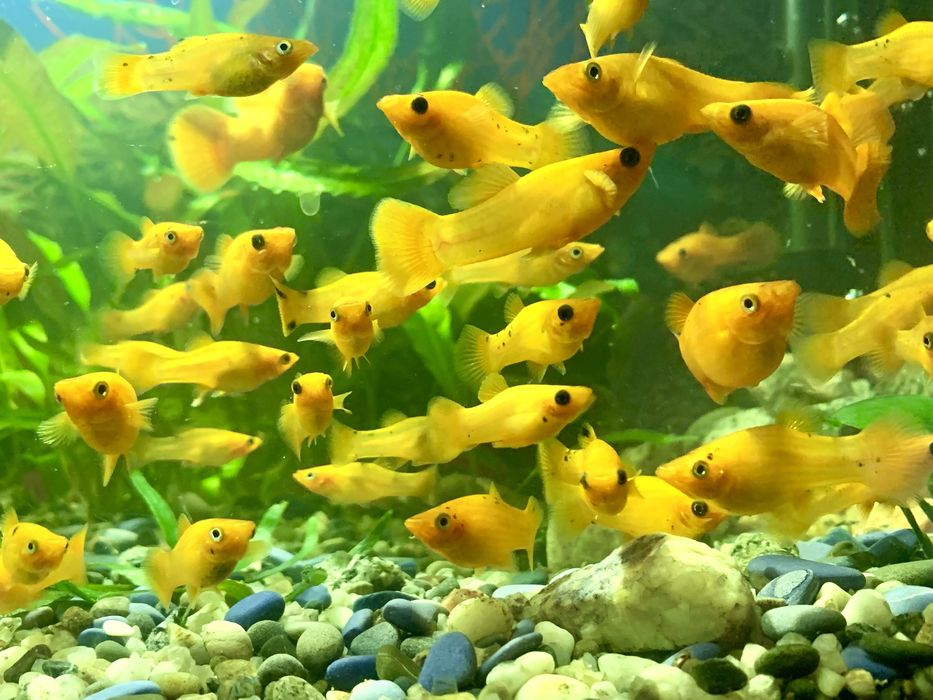 Рыбки меченосец, моллинезия