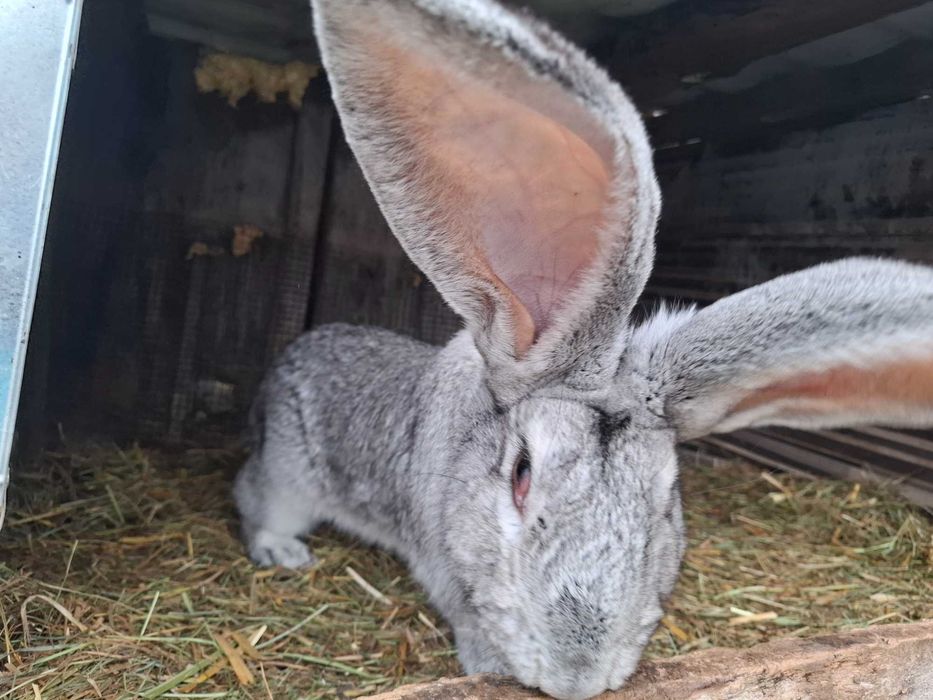 Sprzedam samca 8kg łodzki