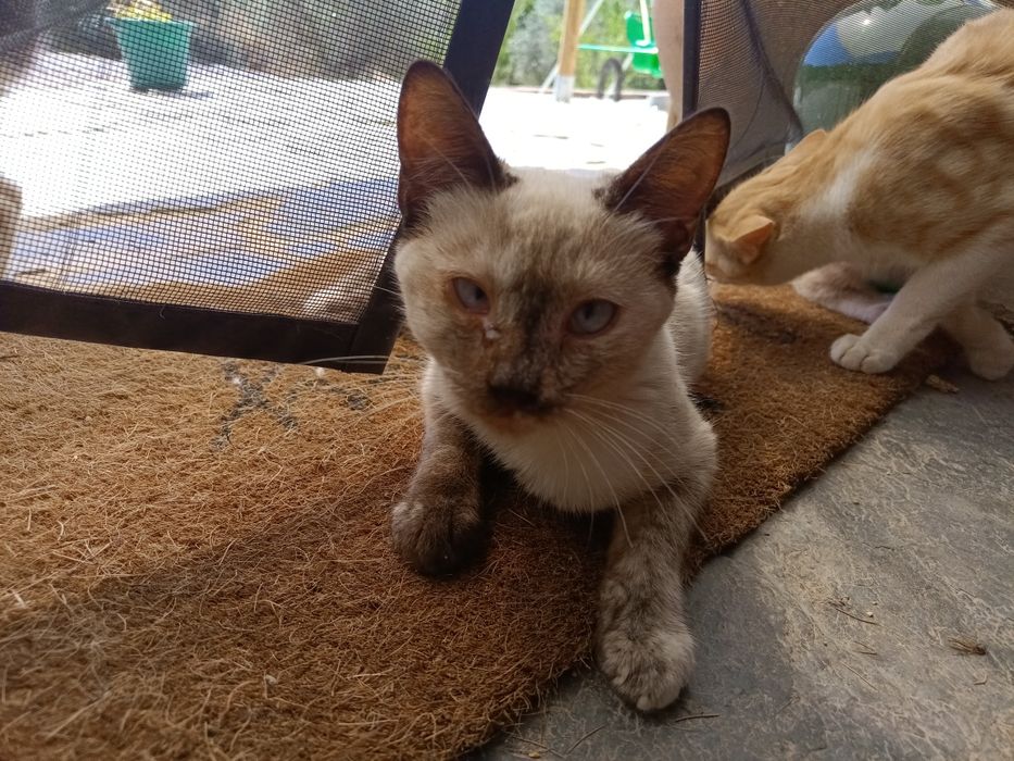 Gatinhos amorosos para adoção responsável