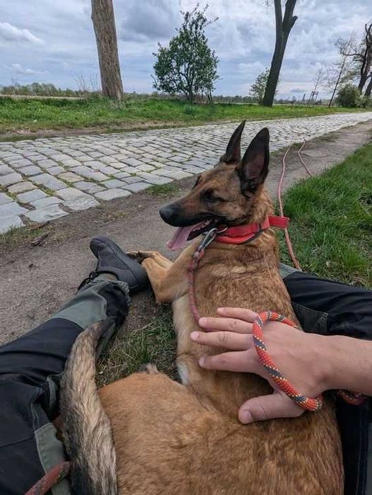 Młoda suczka Falka w typie owczarek belgijski malinois do adopcji!