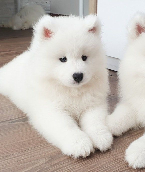 Samoyed suczka już do odbioru