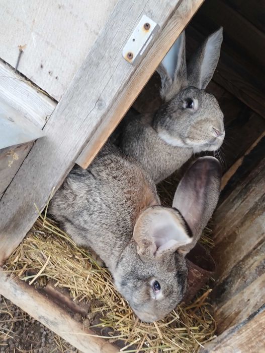 Кролі Фландер (Бельгійський Великан), Строкач племенні