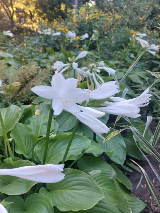 Продам куст Хосты подорожниковой