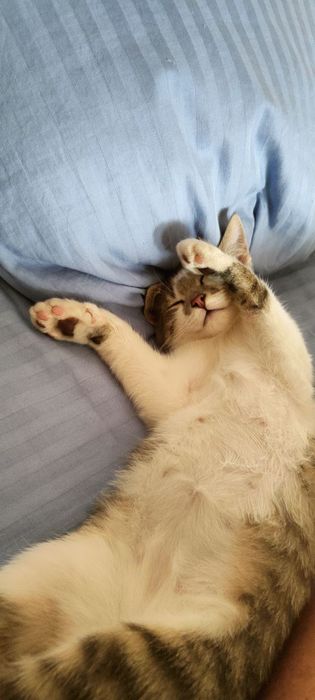 Кошеня Батон 3 міс