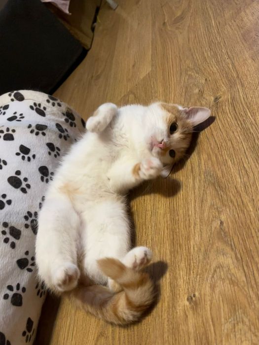 Roczna wysterylizowana kotka szuka domu niewychodzacego