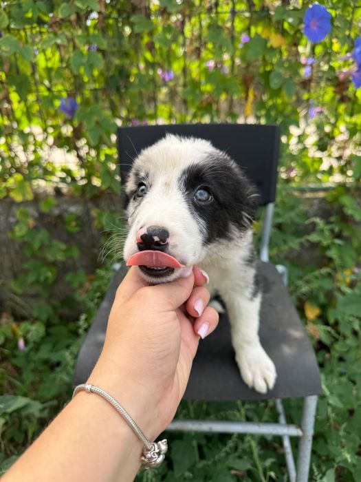 Menino Border Collie Super Giro
