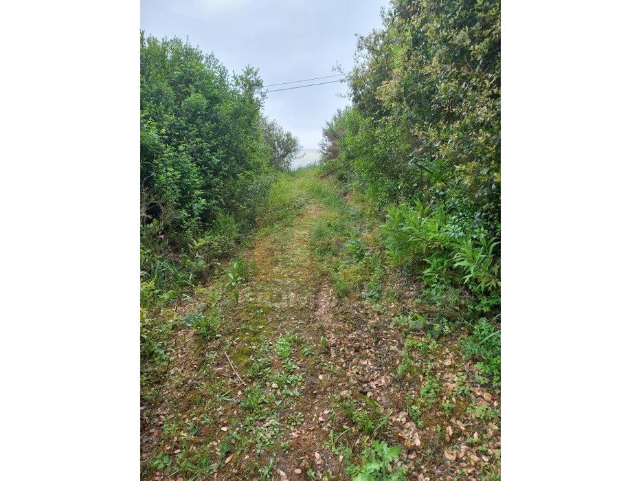 Terreno - Zambujal - Ourém