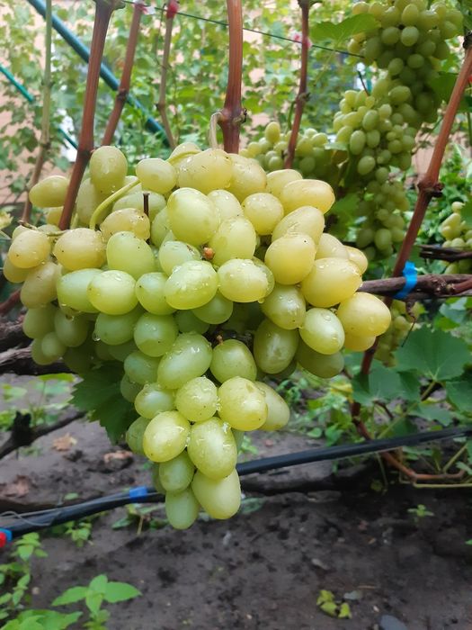 Саджанці винограду