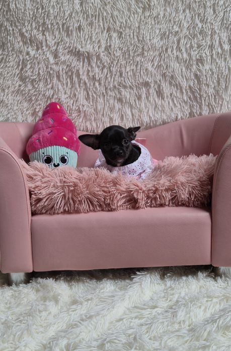 Piękna czarna dziewczynka chihuahua krótkowłosa