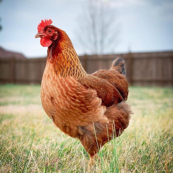 Кури продам. ДОСТАВКА безкоштовна!