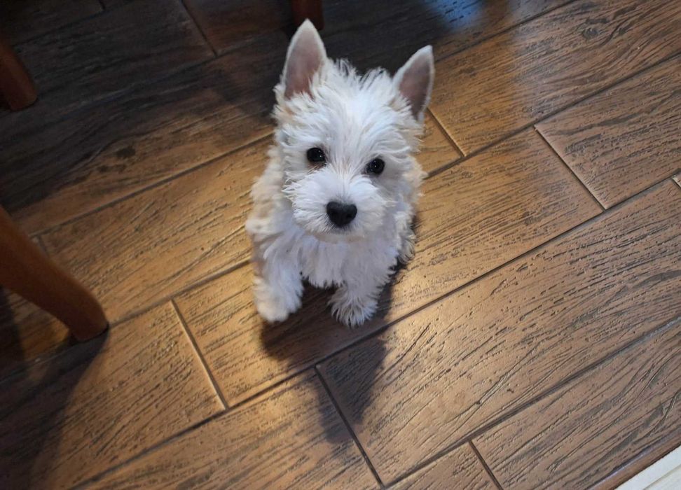 West Highland White Terrier