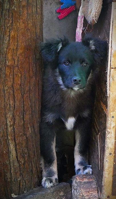 Цуценята в добрі руки!