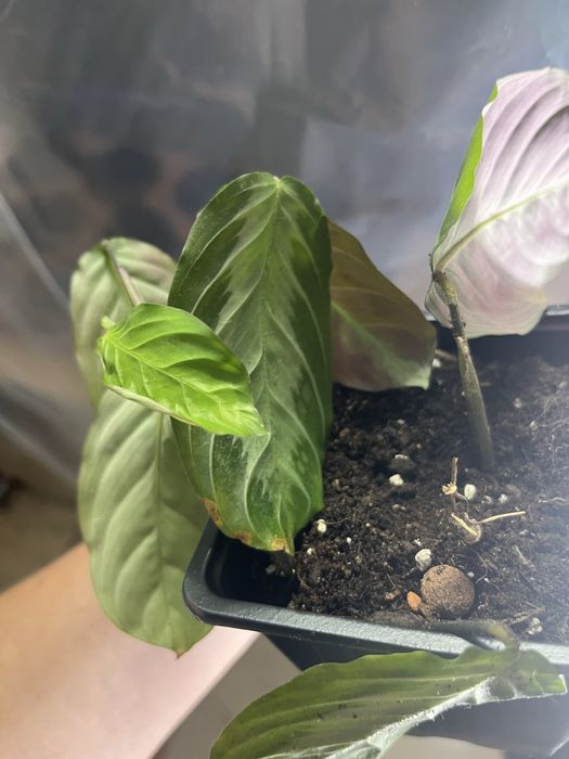 Maranta silver band