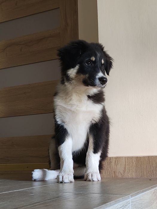 Elwis szczeniak Border collie