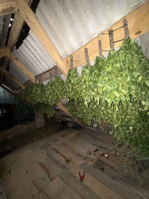 Продам віники для бані. Дубові віники та березові віники