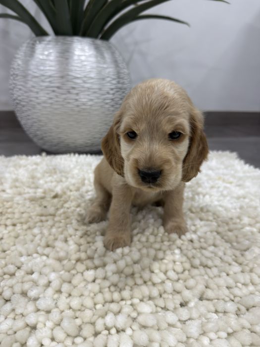 Cocker spaniel Ingles