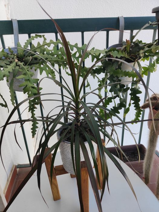 Dracena marginata // planta interior