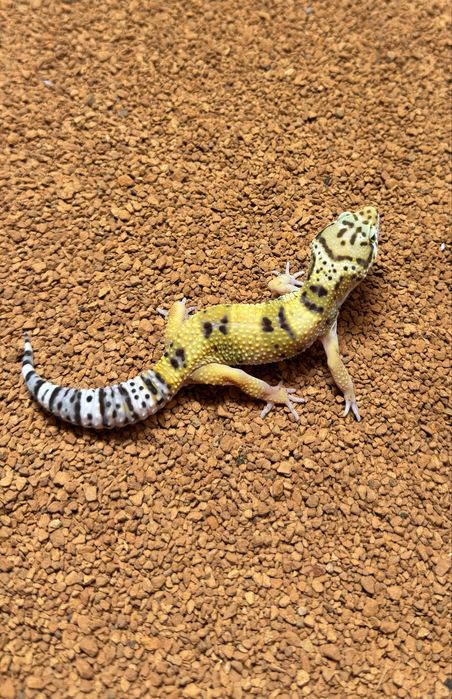 Gekony lamparcie, eublefary, 2-4 miesiace