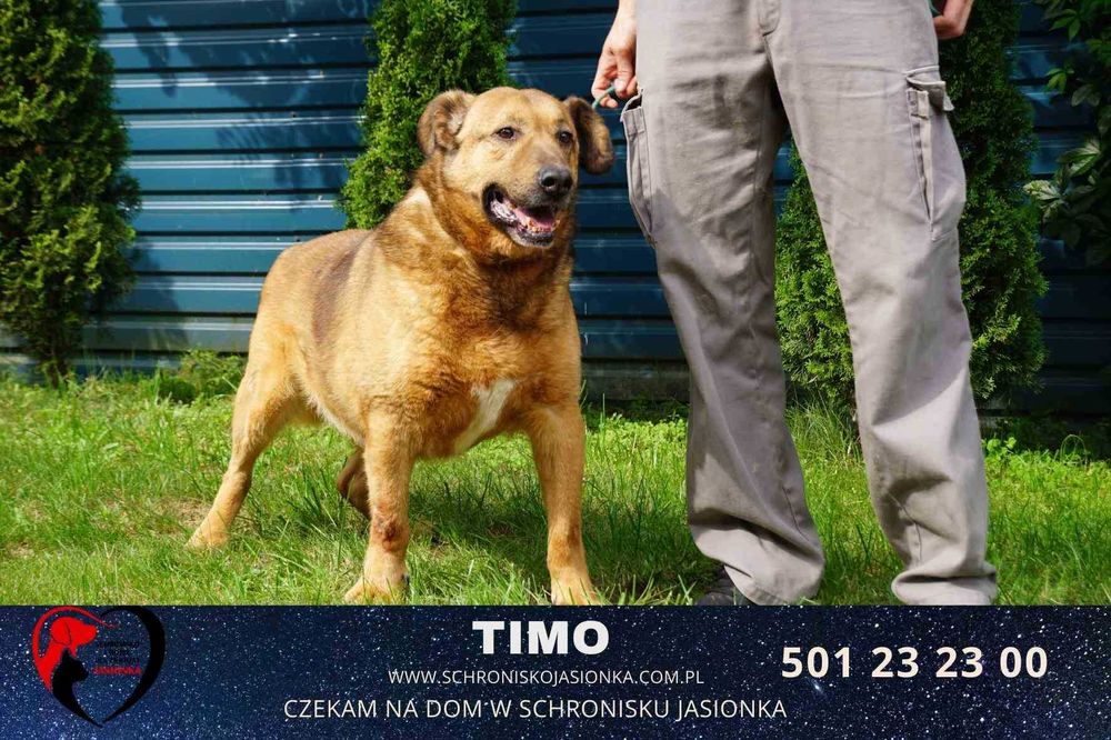 Timo do adopcji – Schronisko Jasionka