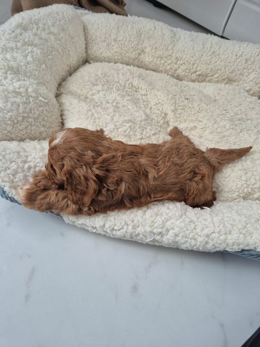 Cavapoo F1 Cavalier - Pudel
