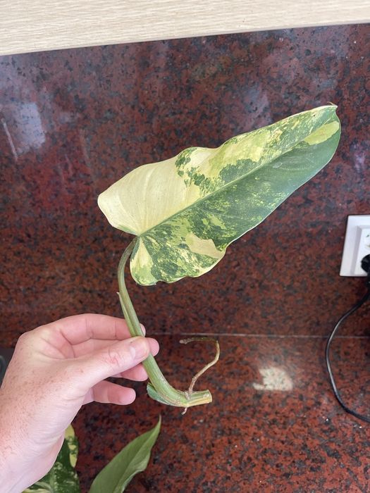 Philodendron domesticum