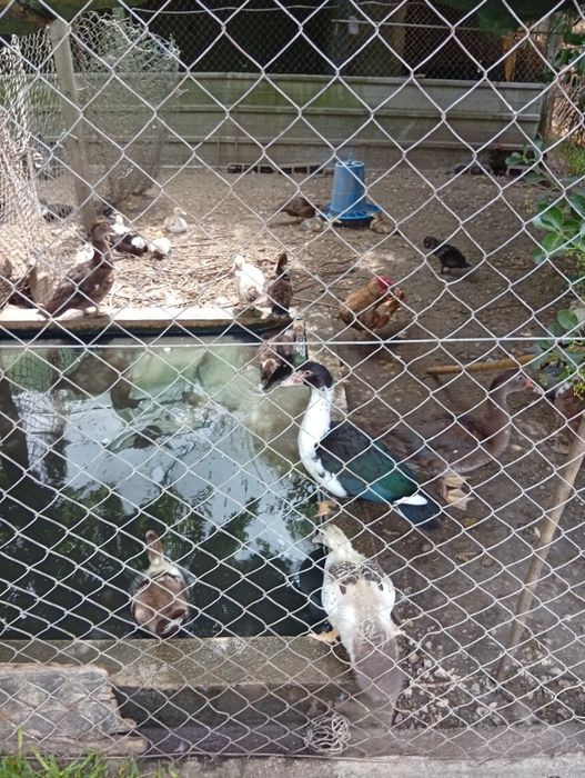 Patos mudos e coquichos de varias cores e idades
