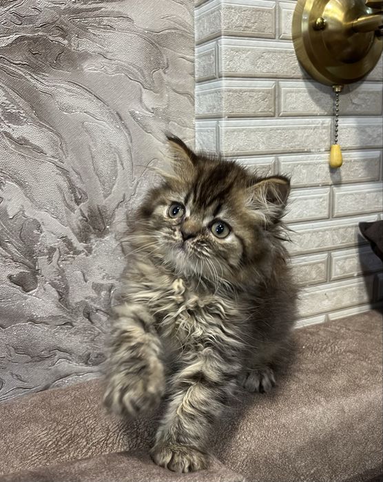 Кошеня дівчинка шотландська скотіш страйт хайленд