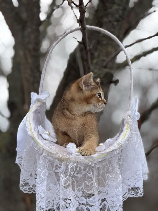 Высматриваем любьящих мам и пап