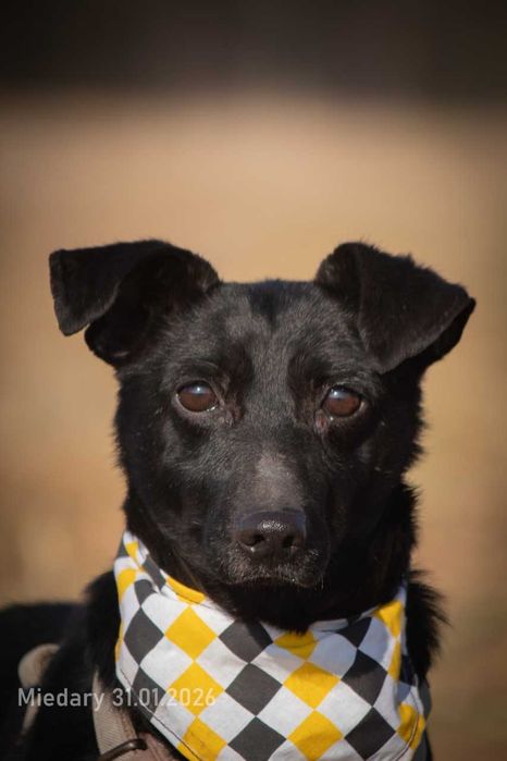 Bilecik - kto go dostrzeże i pokocha? ADOPCJA