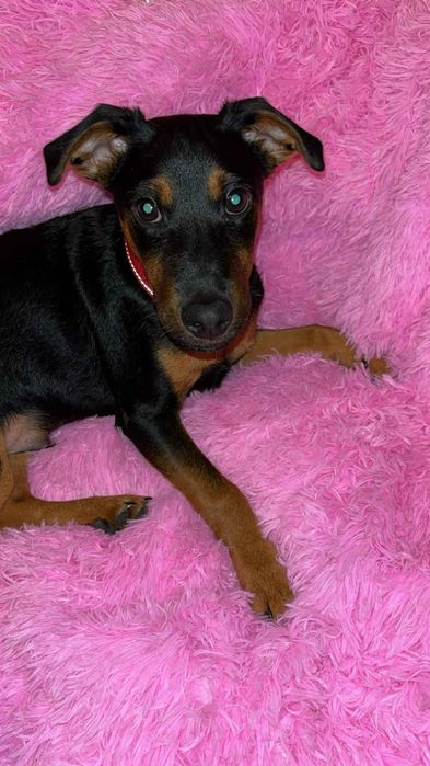 Uroczy szczeniaczek do adopcji