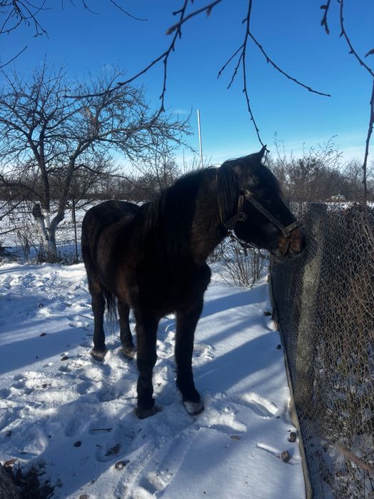 Продам робочу кобилу